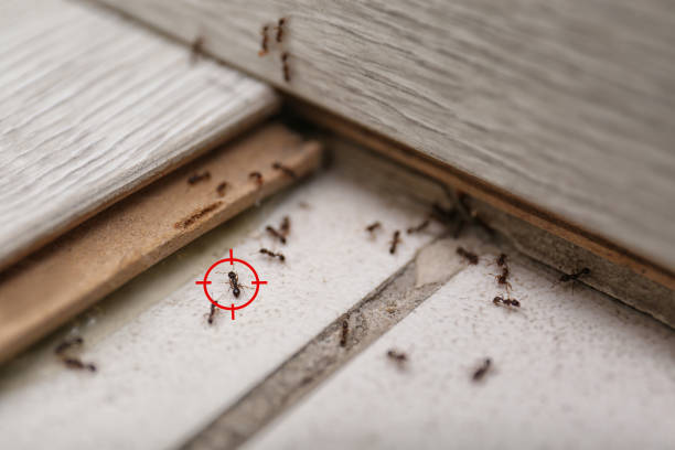 Best Commercial Pest Control Services  in Summerville, GA