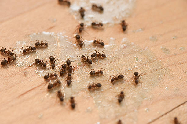 Best Pest Prevention Services  in Summerville, GA